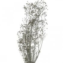 Droogbloem Massasa witte deco takken 50-55cm bos van 6st