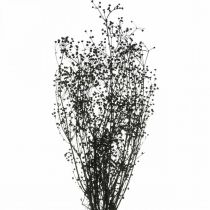 Artikel Droogbloem Massasa Zwart Natuurlijk Decoratie 50-55cm Bos van 10 stuks