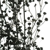 Gedroogde bloem Massasa zwart natuurlijke decoratie 50-55cm bos van 10st