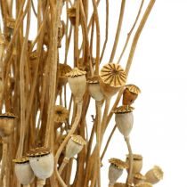 Artikel Gedroogde bloemen maanzaad capsules natuur gedroogd wild gedroogd decoratie bos 100g