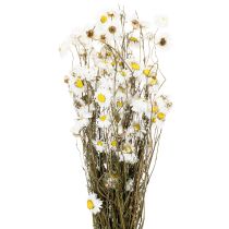 Artikel Gedroogde Acroclinium-bloemen, witte bloesem, gedroogd bloemstuk, 60 cm, 80 g