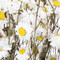 Artikel Gedroogde Acroclinium-bloemen, witte bloesem, gedroogd bloemstuk, 60 cm, 80 g
