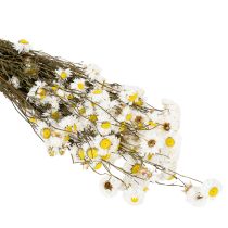 Artikel Gedroogde Acroclinium-bloemen, witte bloesem, gedroogd bloemstuk, 60 cm, 80 g