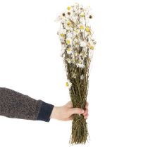 Artikel Gedroogde Acroclinium-bloemen, witte bloesem, gedroogd bloemstuk, 60 cm, 80 g