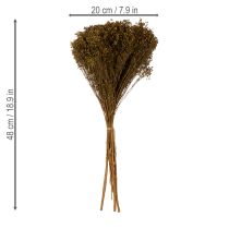 Artikel Gedroogde bloemen Broom Bloom Olijfgroen 160g 48cm