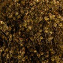 Artikel Gedroogde bloemen Broom Bloom Olijfgroen 160g 48cm