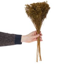 Artikel Gedroogde bloemen Broom Bloom Olijfgroen 160g 48cm