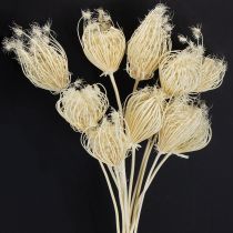 Artikel Gedroogde bloemen crème venkel gebleekt 45cm bos 10 stuks