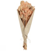 Artikel Droogbloemen decoratie venkel zalm L50cm Ø4-5cm 100g