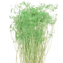 Artikel Gedroogde bloemen Umbellifera Groen 70-80cm 150g