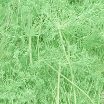 Artikel Gedroogde bloemen Umbellifera Groen 70-80cm 150g