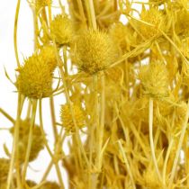 Droogbloemen Gele Droge Distel Aardbei Distel 100g