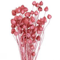 Artikel Gedroogde bloemen roze droge distel aardbeidistel geverfd 50cm 100g