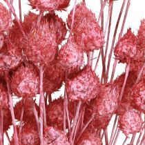 Artikel Gedroogde bloemen roze droge distel aardbeidistel geverfd 50cm 100g