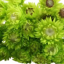 Artikel Droogbloemen Deco Cap Bloemen Strobloemen Gekleurd H42cm