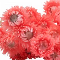 Artikel Droogbloemen kapbloemen zalmstrobloemen H42cm