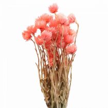 Artikel Droogbloemen kapbloemen zalmstrobloemen H42cm