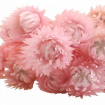 Droogbloemen Kapbloemen Roze Strobloemen H42cm