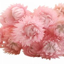 Artikel Droogbloemen kapbloemen roze strobloemen H42cm