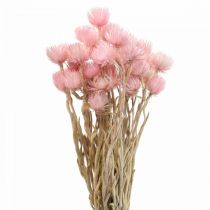Artikel Droogbloemen kapbloemen roze strobloemen H42cm