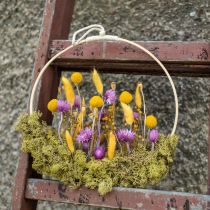 Artikel Droogbloemen Kapbloemen Paarse strobloemen H42cm