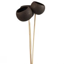 Artikel Droogbloemen decoratieve stolpen op steel zwart 44cm 3 st