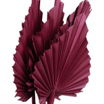 Artikel Droogbloemen decoratie, palmspeer gedroogd wijnrood 37cm 4st
