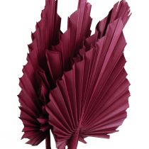 Artikel Droogbloemen decoratie, palmspeer gedroogd wijnrood 37cm 4 st
