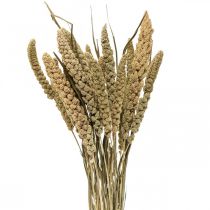 Droogbloemen gierst graan deco dry floristics 65cm 100g