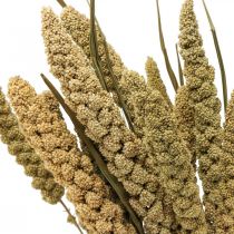 Droogbloemen gierst graan deco dry floristics 65cm 100g