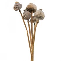 Artikel Droogbloemen klaprooscapsules grote natuurlijke decoratieve klaprozen 5 stuks