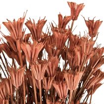 Droogbloemen zwarte komijn decoratie roodbruin Nigella 40cm 100g