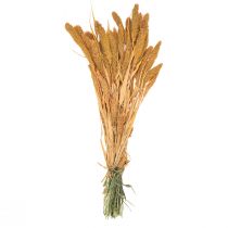 Artikel Gedroogde bloemen Setaria Pumila Oranje, borstelgierst decoratief korrel 72cm 225g