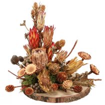 Artikel Droge decoratie exotische protea kegels Bellgum L24–48cm 580g