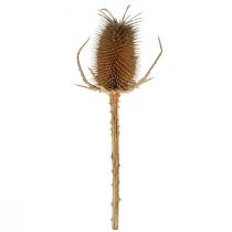 Artikel Droogdecoratiekaart distels wilde kardoen natuur 1kg
