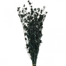 Gedroogde Distel Zwarte Aardbei Distel Gedroogde Bloemen 100g
