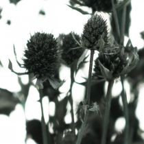 Gedroogde Distel Zwarte Aardbei Distel Gedroogde Bloemen 100g