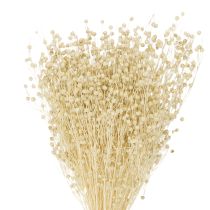Artikel Gedroogd grasvlas gedroogd natuurlijk gebleekt 50-55cm 180g