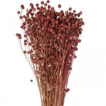 Gedroogd Gras Gedroogd Vlas Lichtroze H50-55cm 80g