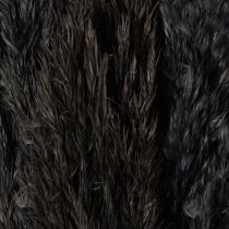 Artikel Droog gras, rietgras, zwart, 70 cm, decoratieve trend, 10 stuks