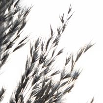 Artikel Droog gras, rietgras, zwart, 70 cm, decoratieve trend, 10 stuks