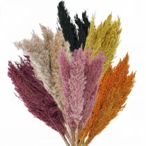 Artikel Drooggraszegge gedroogd diverse kleuren 70cm 10 st