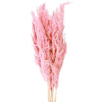 Artikel Gedroogd Gras Rietgras Gedroogd Decoratief Gras Roze 70cm 10 Stuks