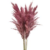 Artikel Drooggraszegge gedroogd siergras oudroze 75cm 10 stuks