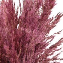 Artikel Gedroogd rietgras, gedroogd siergras, antieke roos, 75 cm, 10 stuks