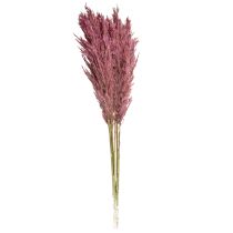 Artikel Gedroogd rietgras, gedroogd siergras, antieke roos, 75 cm, 10 stuks