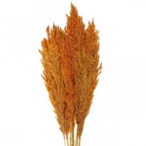 Artikel Drooggras zegge gedroogd siergras oranje 70cm 10 st
