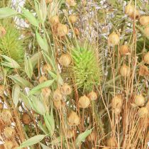 Artikel Droogboeket kaardebollen havervlas munt naturel wit 40cm 80g