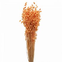 Droogboeket trilgras Abrikoos Briza siergras 55cm 50g