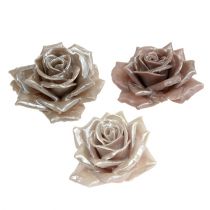 Wax rose champagne mix Ø10cm 6st
